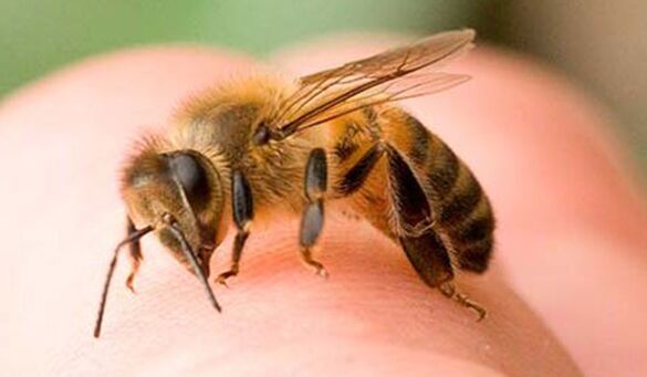 Picaduras de abella - unha forma extrema de aumentar o falo